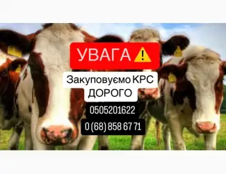 Зображення для оголошення Купую ВРХ дорого! Швидкий розрахунок