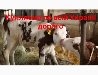 Зображення для оголошення Закупляємо бики телята по всій Україні оптом