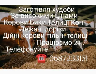 Зображення для оголошення Купівля худоби дорого
