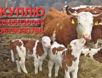 Куплю бичків різних порід від благополучних Ф/Г
