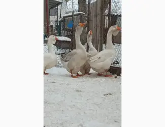 Зображення для оголошення Яйця гусей холмогор