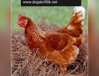 Зображення для оголошення Кури несушки Ломанн Браун 4