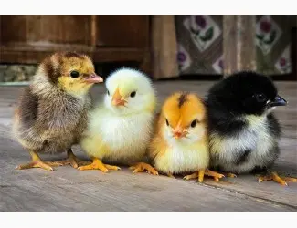 Зображення для оголошення Продам Цыплят мясо яичной породы 04/26г