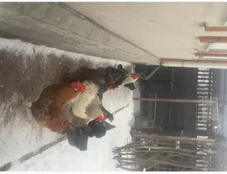 Зображення для оголошення Продам Петухов мясояичной породы 6 месяцев = 400 гривен