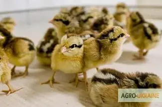 Зображення для оголошення Продам курчат мясояєчних кросів 11 напрямків