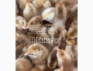 Зображення для оголошення Оптова доставка добових Бройлерів