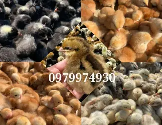 Зображення для оголошення Курчата