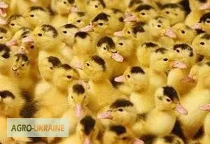Зображення для оголошення Качка мулард