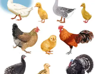 Зображення для оголошення Продам індечат важкий КРОС БІГ-6