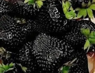 Зображення для оголошення Полуниця ампельна (каскадна)чорноплодна сорту Мавр