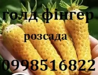 Зображення для оголошення Полуниця сорту Голд фінгер