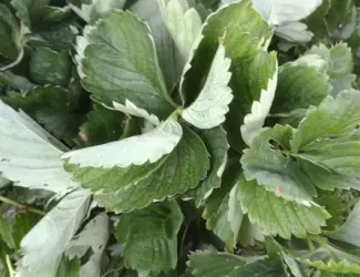Зображення для оголошення Продам саджанці ранньої полуниці