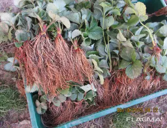 Зображення для оголошення Продам саджанці полуниці