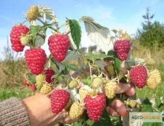 Зображення для оголошення Саженцы малины Брусвяна