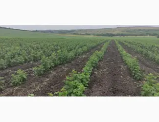 Зображення для оголошення Продам Саджанцы Малина БРУСИЛОВСКАЯ ремонтантная