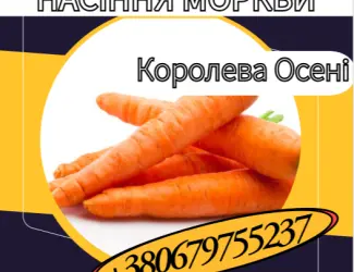 Зображення для оголошення Насіння Моркви Королева Осені. Насіння Моркви