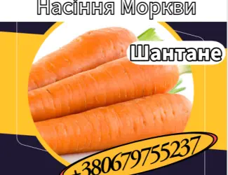 Зображення для оголошення Насіння Моркви Шантане. Насіння Моркви