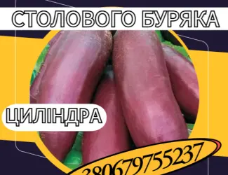 Зображення для оголошення Насіння Столового Буряка Циліндра. Насіння Столового Буряка