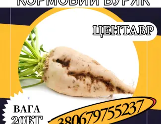 Зображення для оголошення Кормовий буряк Центавр (20 кг)