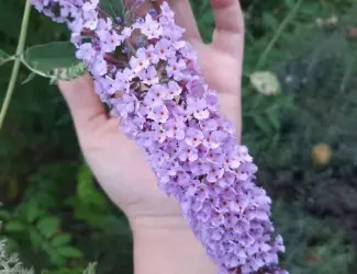 Зображення для оголошення Будлея Давида