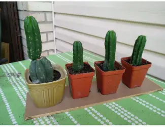 Зображення для оголошення Продам Кактус Сан Педро ( San Pedro Trichocereus pachanoi Echinopsis pachanoi )