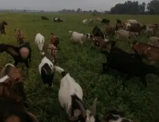 Продаж кіз,молодих цапикі, на мясо