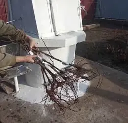 Зображення для оголошення Саджанці винограду