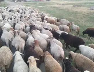 Продам баранину живым весом