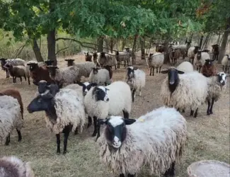 Продам баранину,ягнятіну живою вагою або тушкой