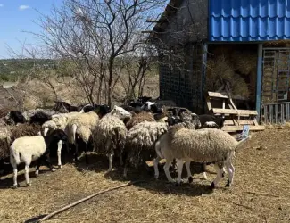 Бараны дорперы 75% живым весом