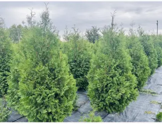 Зображення для оголошення Продам Тую