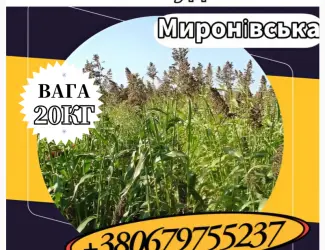 Зображення для оголошення Насіння Суданки Миронівська (20 кг). Суданка