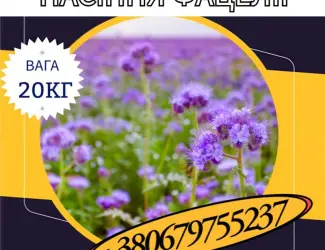 Зображення для оголошення Насіння Фацелії (20кг)