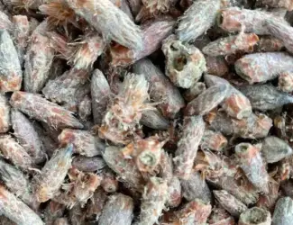 Зображення для оголошення Куплю бруньку сосни