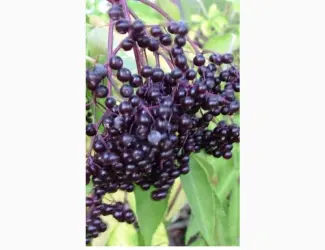 Зображення для оголошення Только сухую ягоду Закупаем.Бузина