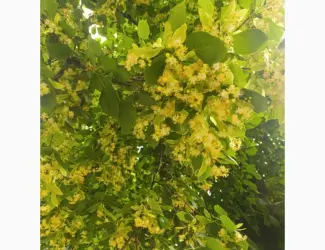 Куплю липу