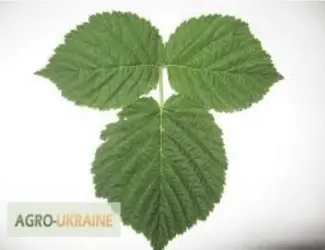 Зображення для оголошення Куплю (сирий та сухий) лист малини