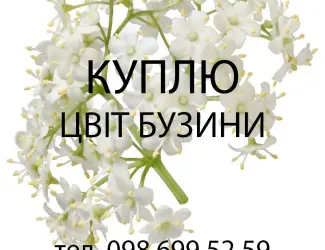 Зображення для оголошення Куплю свіжозірваний цвіт бузини опт