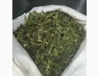 Куплю яснотку