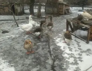 Продам гусей породы Большая серая, живой вес