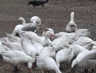 Продаж білих гусей Легард живою вагою та тушками