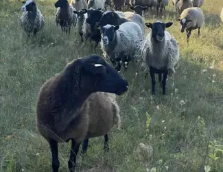 Баранина домашняя продажа тушами и полутушами