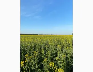 Продам бджолиний пилок зібраний з весняних квітів та ріпаку