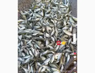 Зображення для оголошення Продам малёк