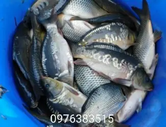 Зображення для оголошення Продам короп