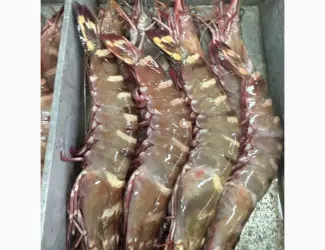 Mauritania fishing coast
