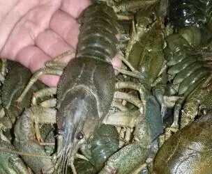 Зображення для оголошення Куплю раки