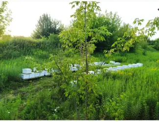 Зображення для оголошення Продам бджолопакети 100 шт Карніка