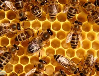 Зображення для оголошення Продам пасеку 39 пчелосемей