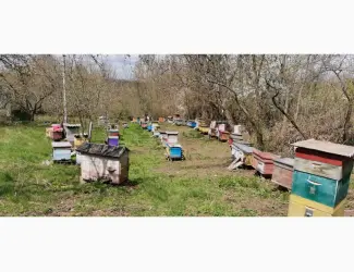 Зображення для оголошення Продам вулики з сім'ями